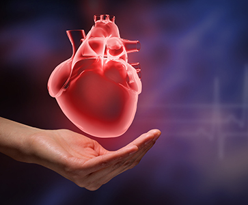 /-/media/images/sciblog/2022/12/heart_listing.ashx?h=300&w=363&hash=EF6B771EDB193C3DB3B463336EE1F35A0DD49825
