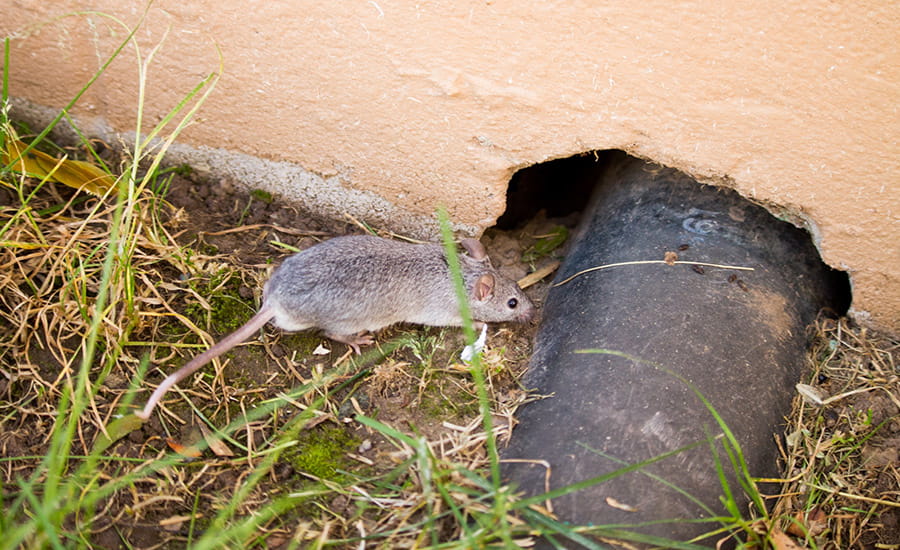 SCIblog - 24 February 2022 - Mouse has gut feeling - image of a mouse running into a hole in the wall (outside)