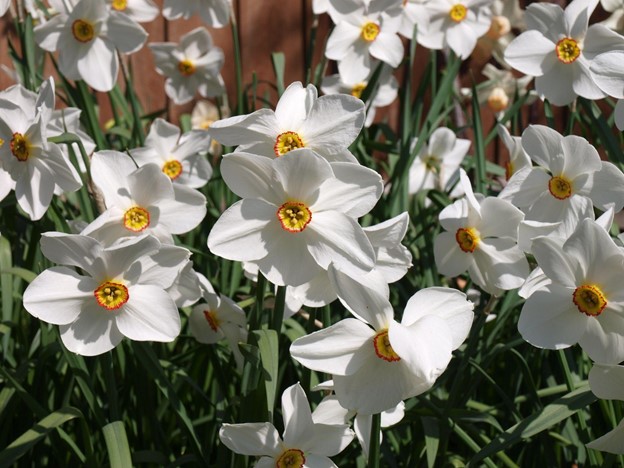 SCIblog - 10 March 2022 - image of Pheasant's Eye Daffodil