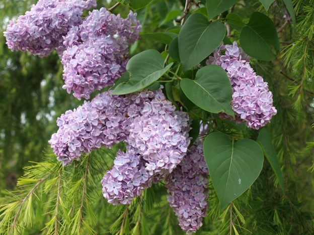 SCIblog - 10 March 2022 - image of Lilac bush