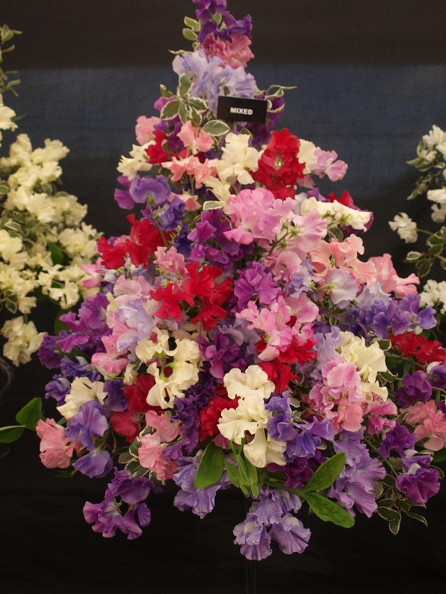 SCIblog - 10 March 2022 - image of Sweet Peas