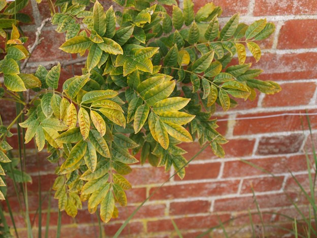 SCIblog - 28 March 2022 - Fertilizer efficiency Prof Geoff Dixon - image of iron deficient wisteria