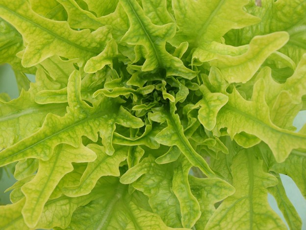 SCIblog - 28 March 2022 - Fertilizer efficiency Prof Geoff Dixon - image of nitrogen deficient lettuce