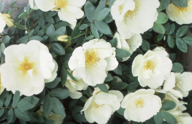 SCIblog - 28 March 2022 - Fertilizer efficiency Prof Geoff Dixon - image of rose fruehlingsgold