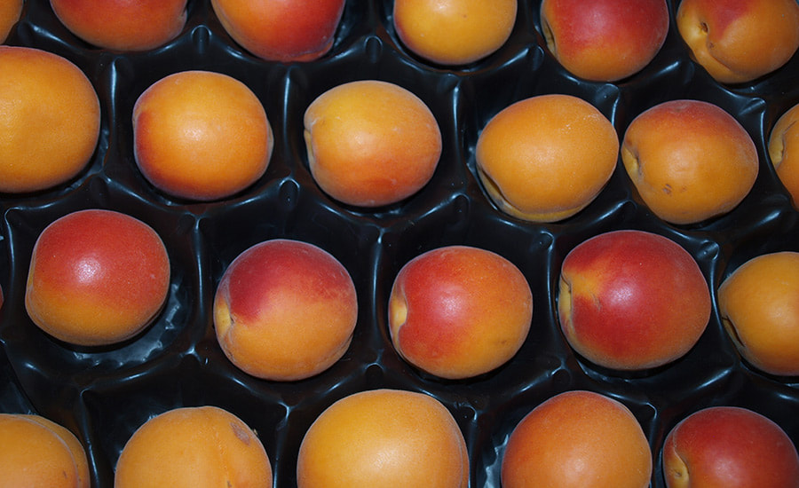 SCIblog - 12 May 2022 - We are what we eat and we are where we live - image of apricots