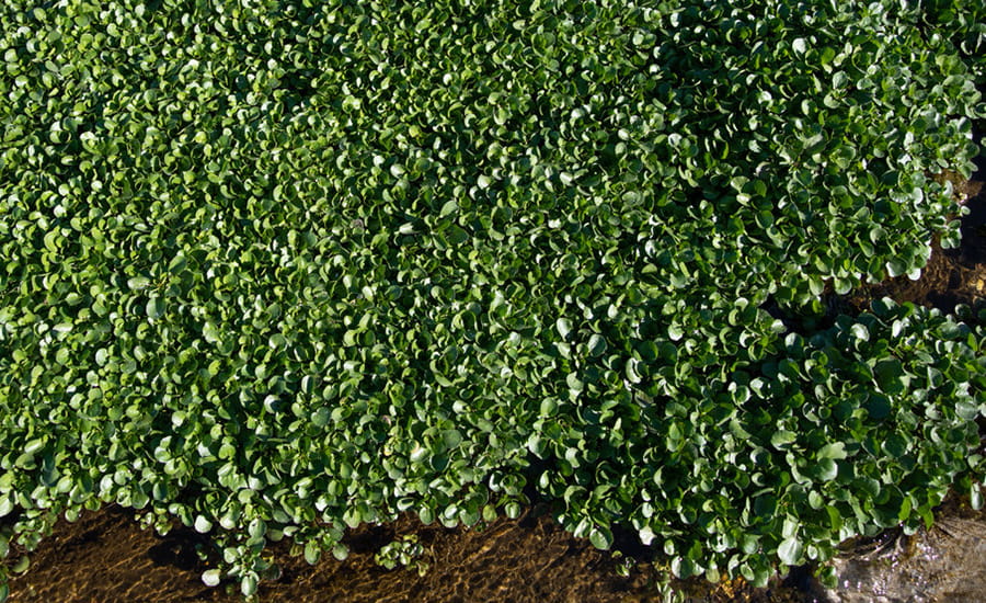 SCIblog - 12 May 2022 - We are what we eat and we are where we live - image of watercress