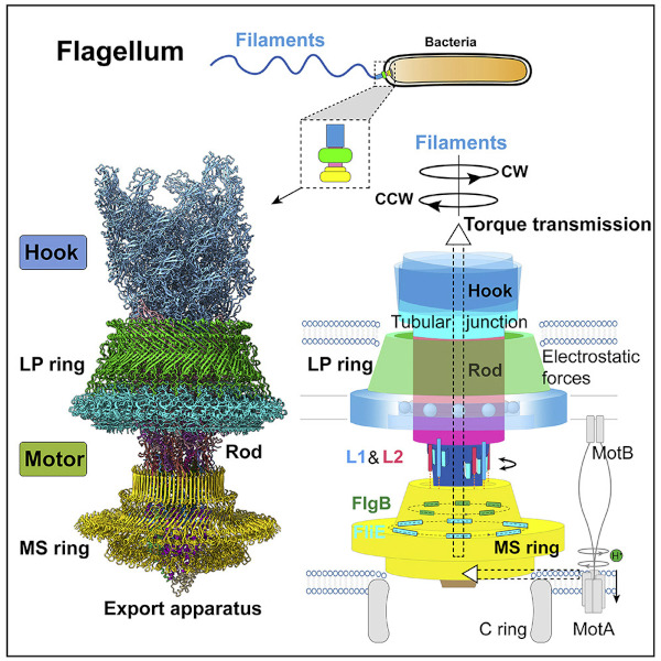 Bacteria motor