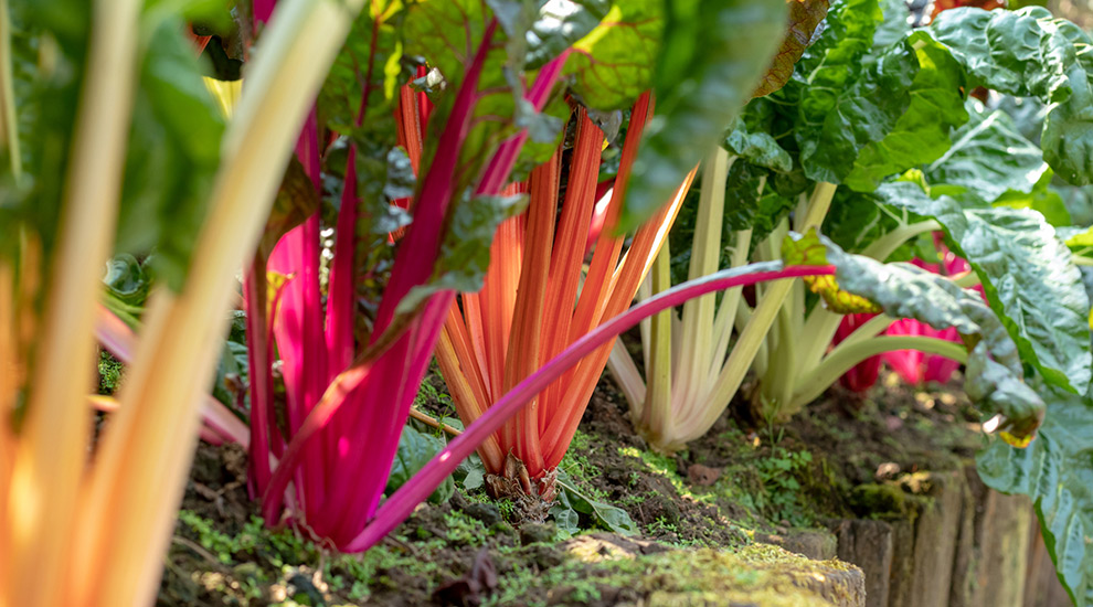 SCI Blog - 15 June 2022 - image of rainbow chard growing in ground