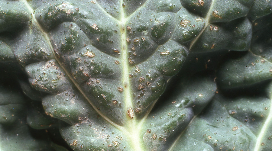 SCI Blog - 24 June 2022 - image of close up of damaged cabbage leaf 