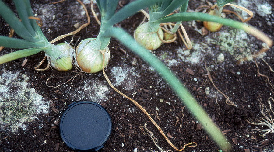 SCI Blog - 24 June 2022 - image of white onions in soil surrounded by salt