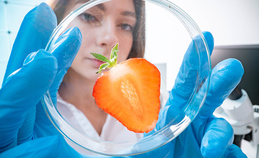 SCI Blog - 10 June 2022 - image of strawberry slice on petri dish