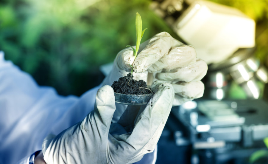 SCI Blog - 19 July 2022 - image of sprout growing out of soil