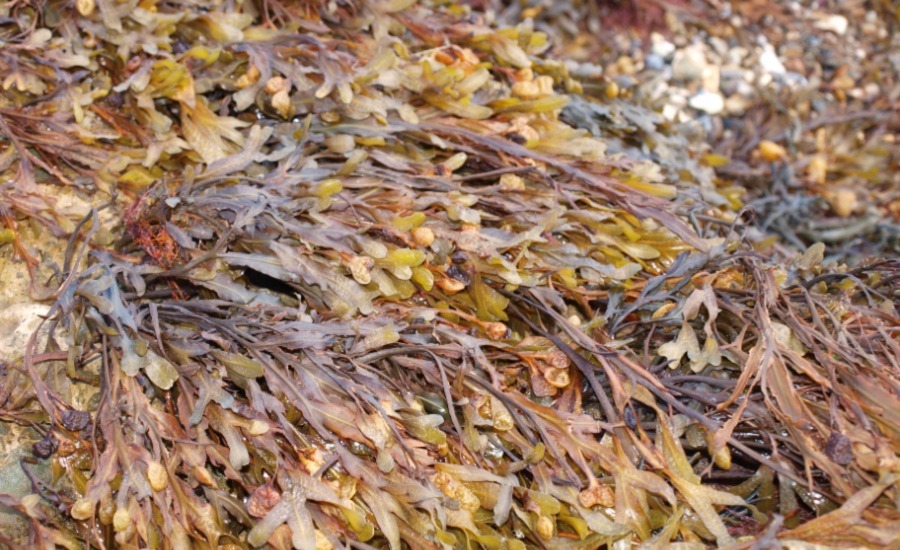 SCIBlog - 15 August 2022 - image of dry seaweed