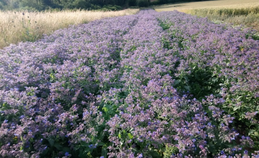 SCIBlog - 15 August 2022 - image of lavender field