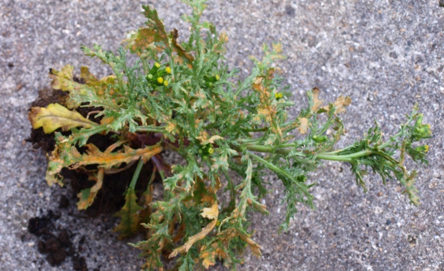 SCIBlog - 15 August 2022 - image of rust-infected groundsel plant