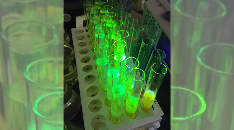 Luminescent dyes used to make fluorescent Pdots.