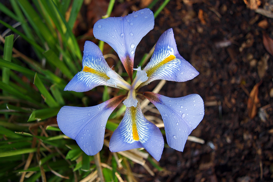 SCIBlog - 30 January 2023 - image of Iris unguicularis