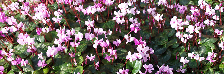 SCIBlog - 30 January 2023 - image of Cyclamen hederifolium