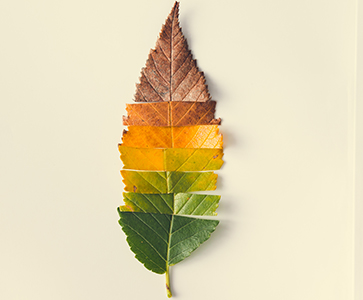 /-/media/images/sciblog/2023/1/seasons_listing.ashx?h=300&w=363&hash=40F354F59C171D13ED8ECE13F0D2582FE956CCD5