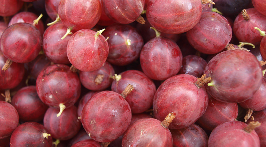 Gooseberry
