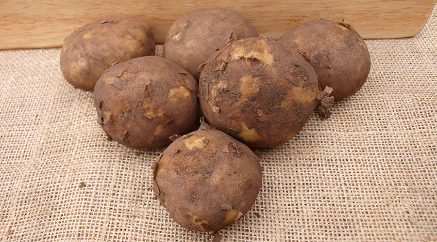 Potato
