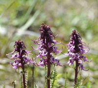 pedicularis_groenlandica
