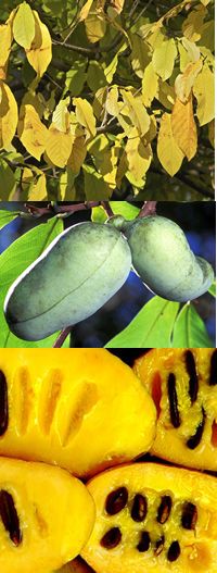 paw paw